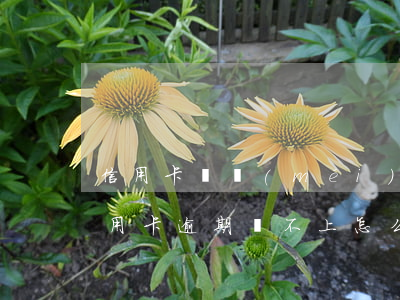 信用卡還沒(méi)逾期但是還不上(欠信用卡逾期還不上怎么辦)