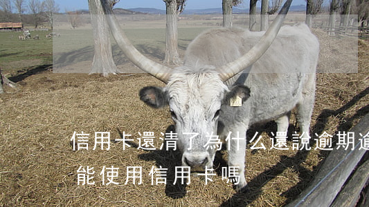 信用卡還清了為什么還說逾期(逾期還清后還能使用信用卡嗎)