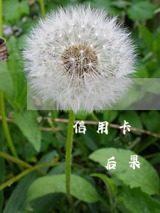 信用卡還錢和不還錢的后果(在信用卡借錢不還后果會怎樣)