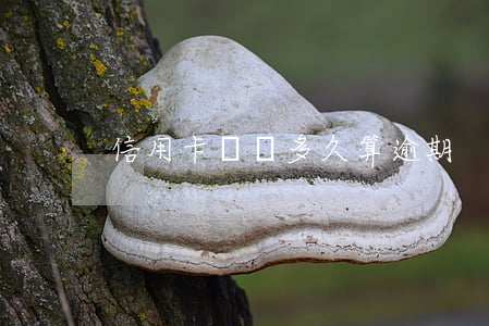 信用卡還錢多久算逾期