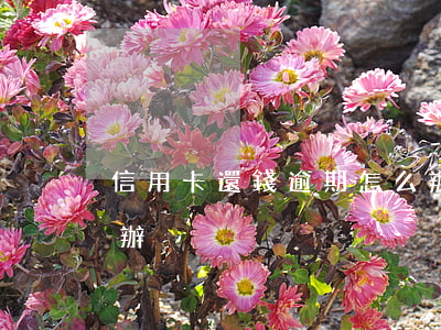 信用卡還錢逾期怎么辦(信用卡還錢逾期怎么辦)