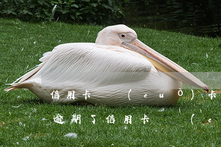 信用卡還錯(cuò)卡號(hào)了又逾期了(信用卡還錯(cuò)卡號(hào)了又逾期了還能用嗎)