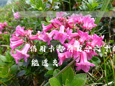 信用卡都有百分之十的透支(所有的信用卡都能透支嗎)