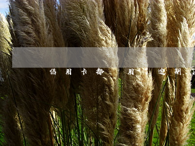 信用卡都沒用了逾期了(沒注意信用卡逾期了)