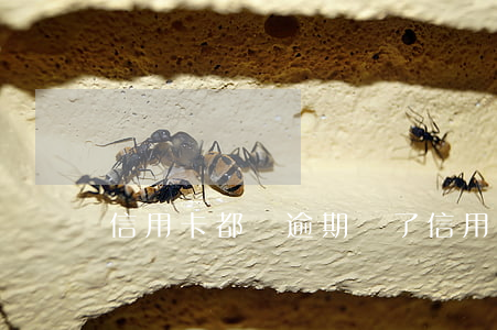 信用卡都誰逾期過了（信用卡都誰逾期過）