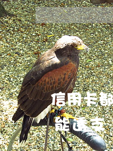 信用卡都透支了還能貸款嗎(所有的信用卡都能透支嗎)