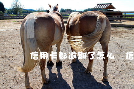 信用卡都逾期了怎么辦(信用卡都逾期了怎么辦)