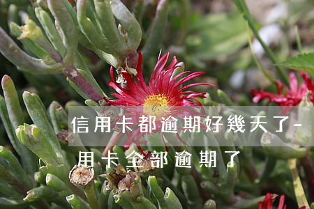 信用卡都逾期好幾天了-十幾個(gè)信用卡全部逾期了