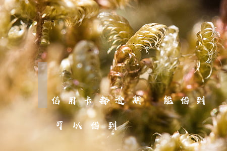 信用卡都逾期還能借到錢嗎(信用逾期哪里還可以借到錢)