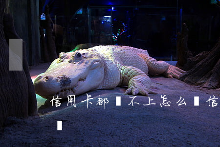 信用卡都還不上怎么辦(信用卡都還不上怎么辦)