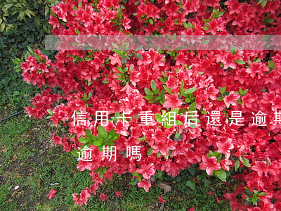 信用卡重組后還是逾期嗎(信用卡重組后還是逾期嗎)