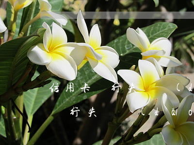 信用卡銀行失誤導(dǎo)致逾期(信用卡銀行失誤導(dǎo)致逾期)