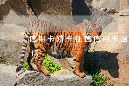信用卡 銷卡 征信（信用卡逾期被銷卡怎么辦征信）