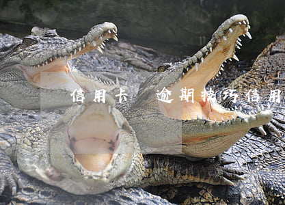 信用卡銷逾期技巧(信用卡逾期怎么辦)