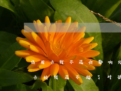信用卡钱不还会影响父母吗(如果父母欠信用卡的钱还不起了对孩子有没有影响)