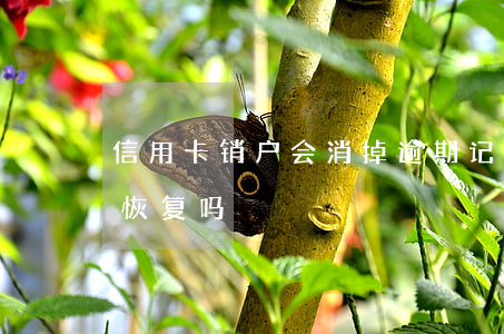 信用卡销户会消掉逾期记录(销户的信用卡能恢复吗)