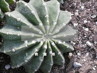信用卡長(zhǎng)期逾期會(huì)有案底嗎(信用卡長(zhǎng)期逾期會(huì)有案底嗎)