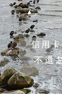 信用卡長期不還款凍結(信用卡被凍結后逾期不還怎么辦)