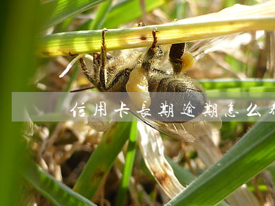 信用卡长期逾期怎么养卡