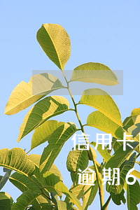 信用卡降逾期6000會上門嗎-信用卡降逾期6000會上門嗎知乎