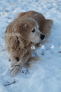 信用卡降額后全面逾期(降額的信用卡能恢復嗎)