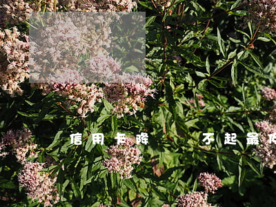 信用卡降額還不起最低