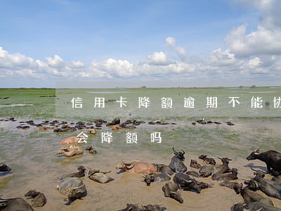 信用卡降额逾期不能协商分期 逾期了信用卡会降额吗