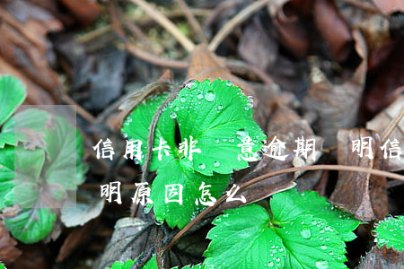 信用卡非惡意逾期說明(信用卡非惡意逾期證明原因怎么寫)
