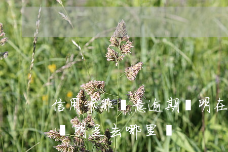 信用卡非惡意逾期證明在哪兒開 非惡意逾期證明是去哪里開