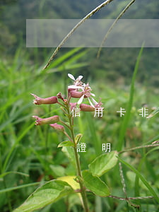 信用卡非惡意逾期還款證明(非惡意逾期貸款證明)