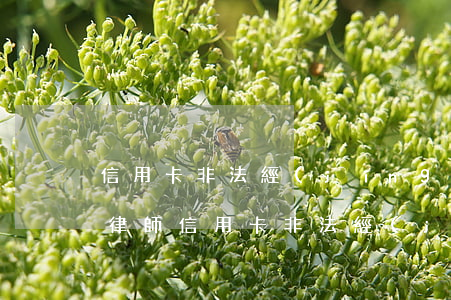 信用卡非法經(jīng)營(yíng)律師(信用卡非法經(jīng)營(yíng)律師)