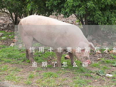信用卡非要逾期后才能分期嗎(分期的信用卡逾期了怎么辦)