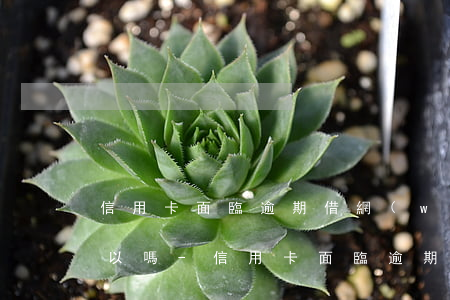 信用卡面臨逾期借網(wǎng)貸去還可以嗎-信用卡面臨逾期借網(wǎng)貸去還可以嗎