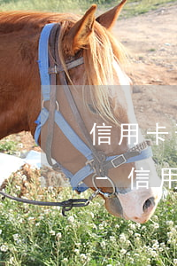 信用卡預(yù)算起訴不去還可以上訴么-信用卡預(yù)算起訴不去還可以上訴么嗎