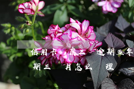 信用卡額度三萬逾期五年(信用卡額度五萬逾期三個月怎么處理)