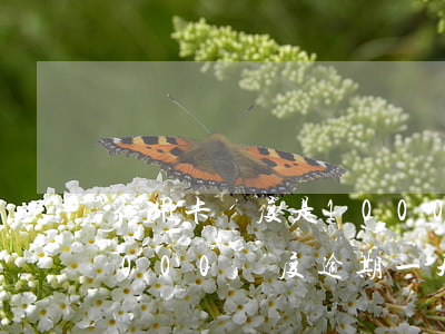 信用卡額度是10000逾期了(信用卡20000額度逾期一天的費用多少)
