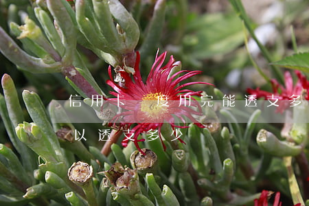 信用卡額度用完能透支多少(一般的信用卡可以透支多少錢)