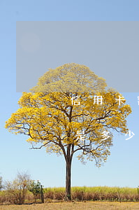 信用卡額度透支是什么卡(信用卡的透支額度是多少)