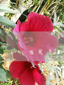 信用卡顯示其他人的逾期-信用卡顯示其他人的逾期什么意思