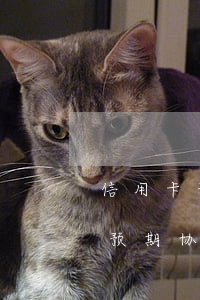 信用卡预期协商分期需要签协议吗-信用卡预期协商分期需要签协议吗