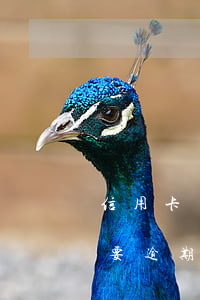 信用卡馬上要逾期了沒錢怎么辦 信用卡馬上要逾期了沒錢怎么辦