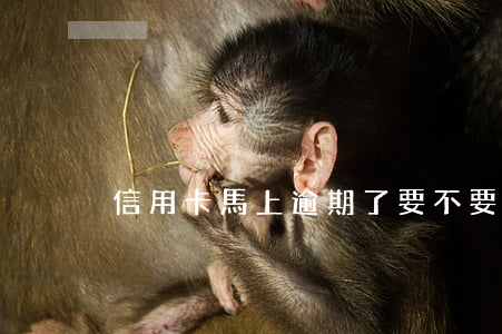 信用卡馬上逾期了要不要全擼出來