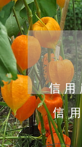 信用嚴(yán)重逾期怎樣補(bǔ)救(信用嚴(yán)重逾期怎樣補(bǔ)救)