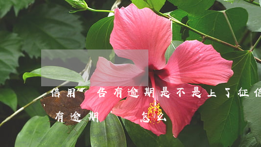 信用報告有逾期是不是上了征信-信用報告有逾期記錄怎么辦