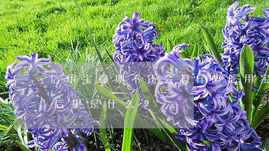 信用宝逾期不还会怎样吗，信用宝逾期未还的后果是什么？