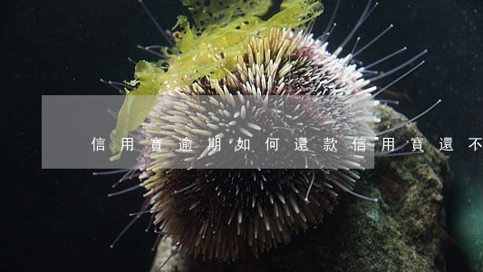 信用寶逾期如何還款(信用寶還不起了怎么辦)