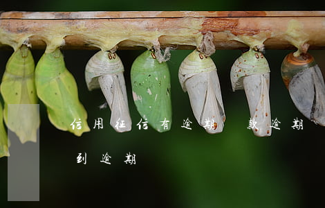 信用征信有逾期還款(逾期還款了征信還查的到逾期嗎)