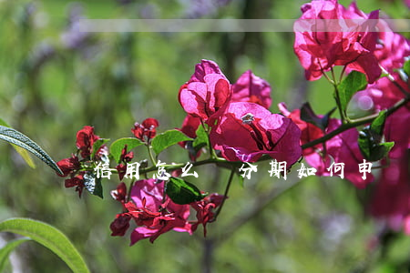信用怎么辦分期(如何申請信用貸款分期)
