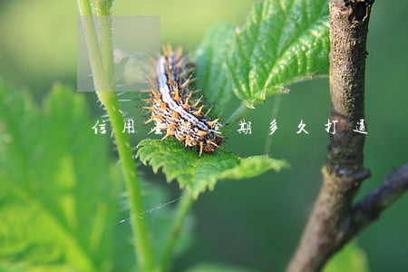 信用星球逾期多久打通訊錄