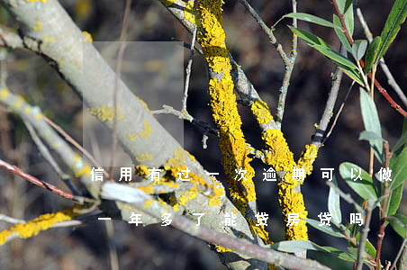 信用有过一次逾期可以做房贷吗（信用卡逾期一年多了能贷房贷吗）